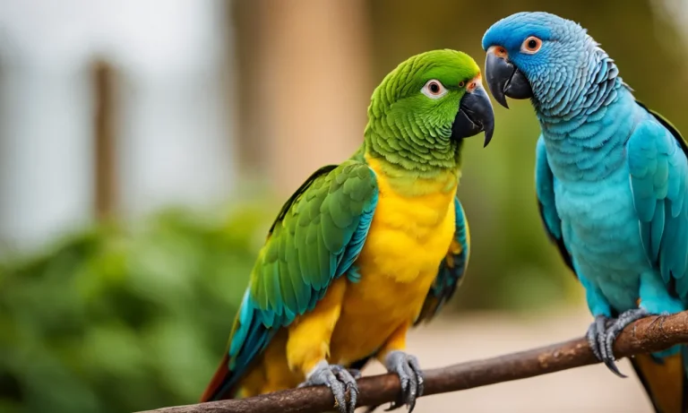 A Detailed Guide To The Cost Of Owning An Indian Ringneck Parrot